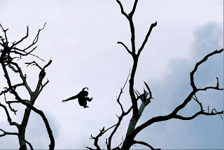 monkey jump in silhouette photo