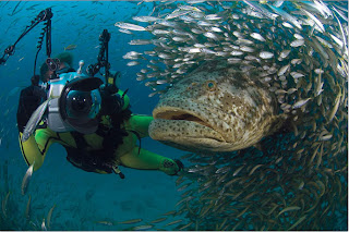 diver and weird fish