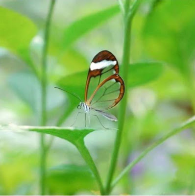 Butterfly transparent winged butterflies, transparent butterfly is not a hoax