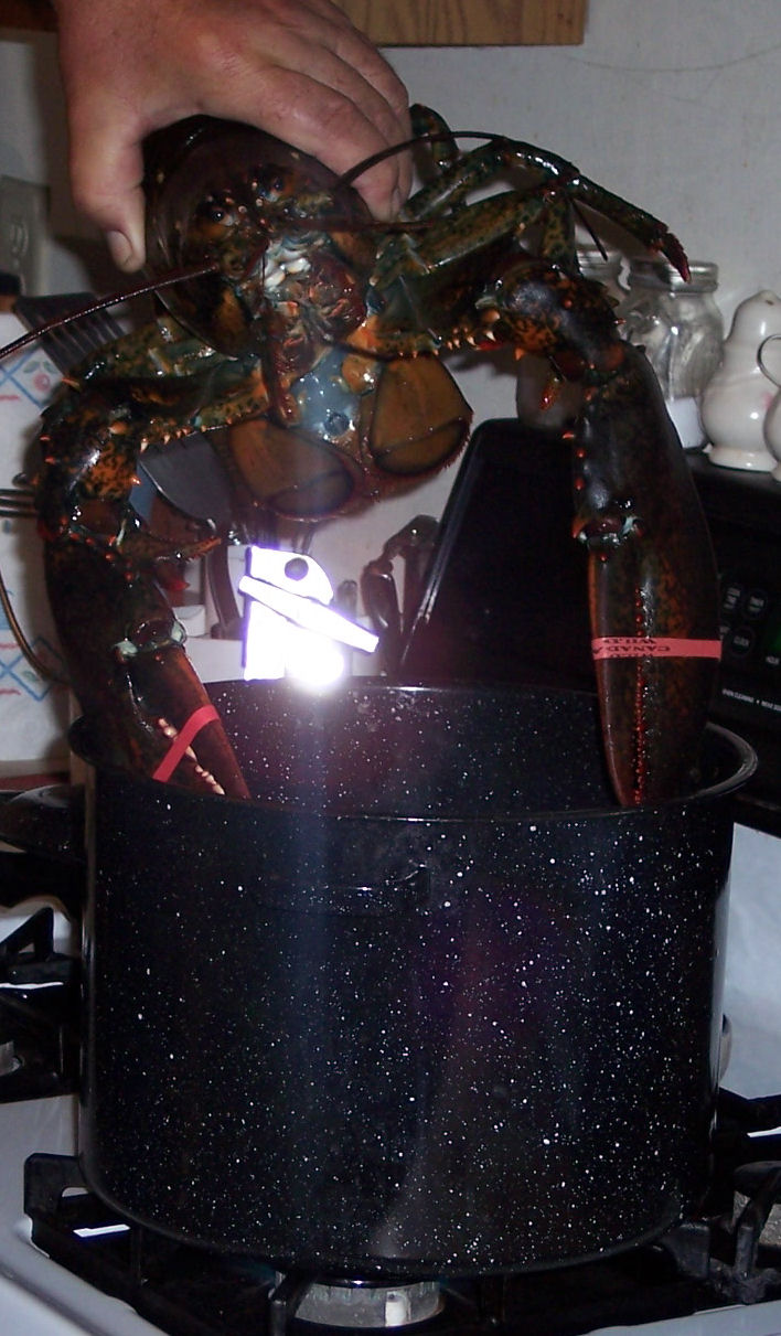 [lobster+pot.jpg]