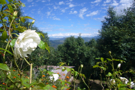 [white+rose+and+Himalaya.jpg]