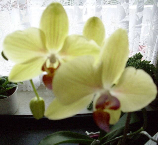 [Orchidee.jpg]