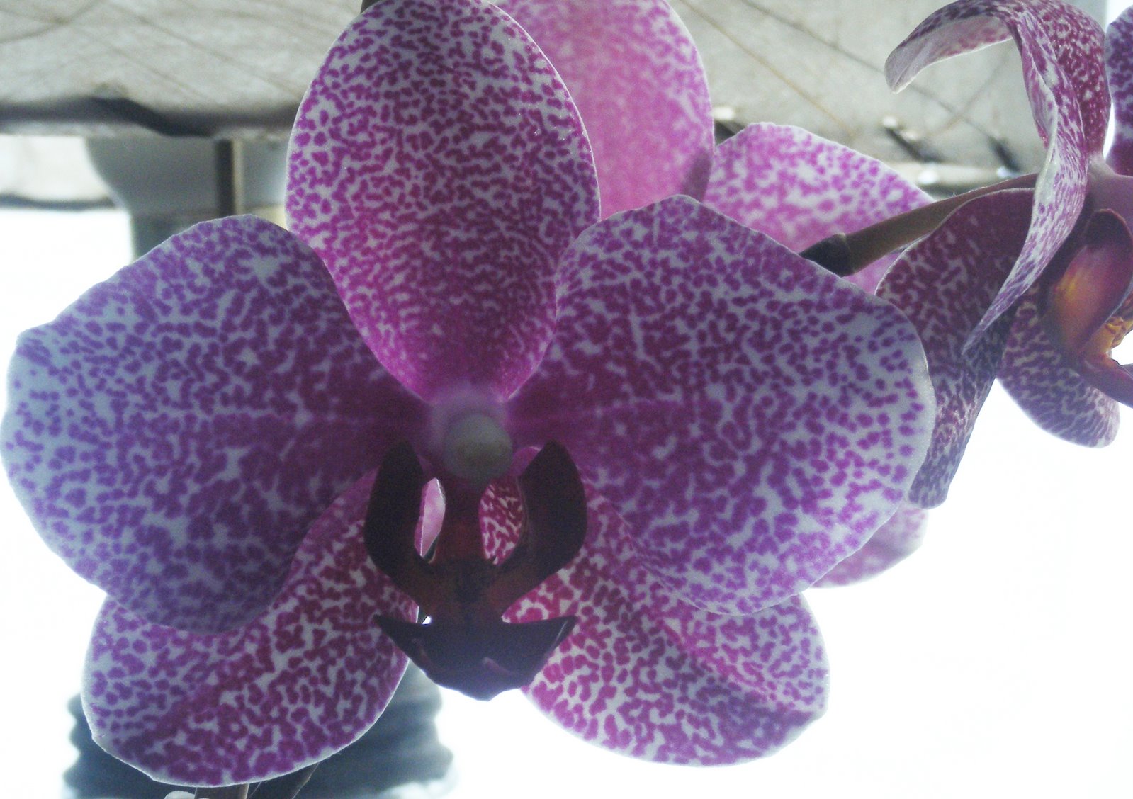 [orchid+Feb.jpg]
