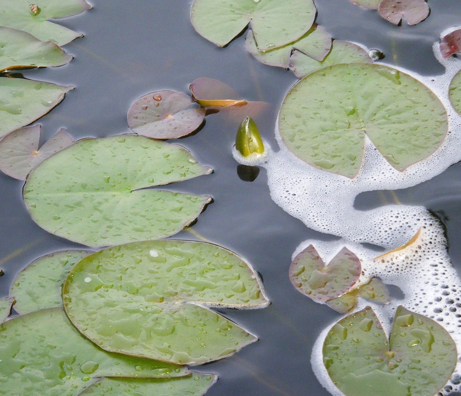 [pond+lily+coming.JPG]