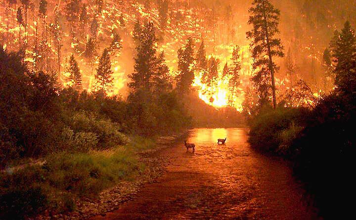 [bitterroot_fire_amazing_forest_burning.jpg]