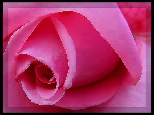 [pink_rose.jpg]