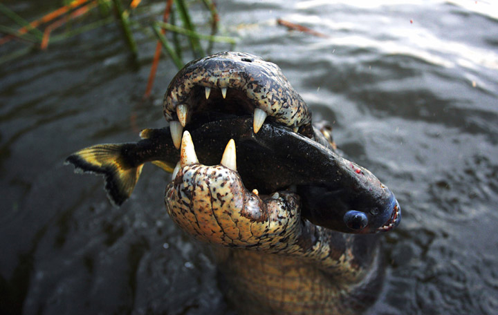 [crocodile_eats_piranha.jpg]