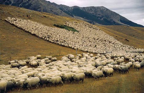 [newzealand_merino-sheep.jpg]