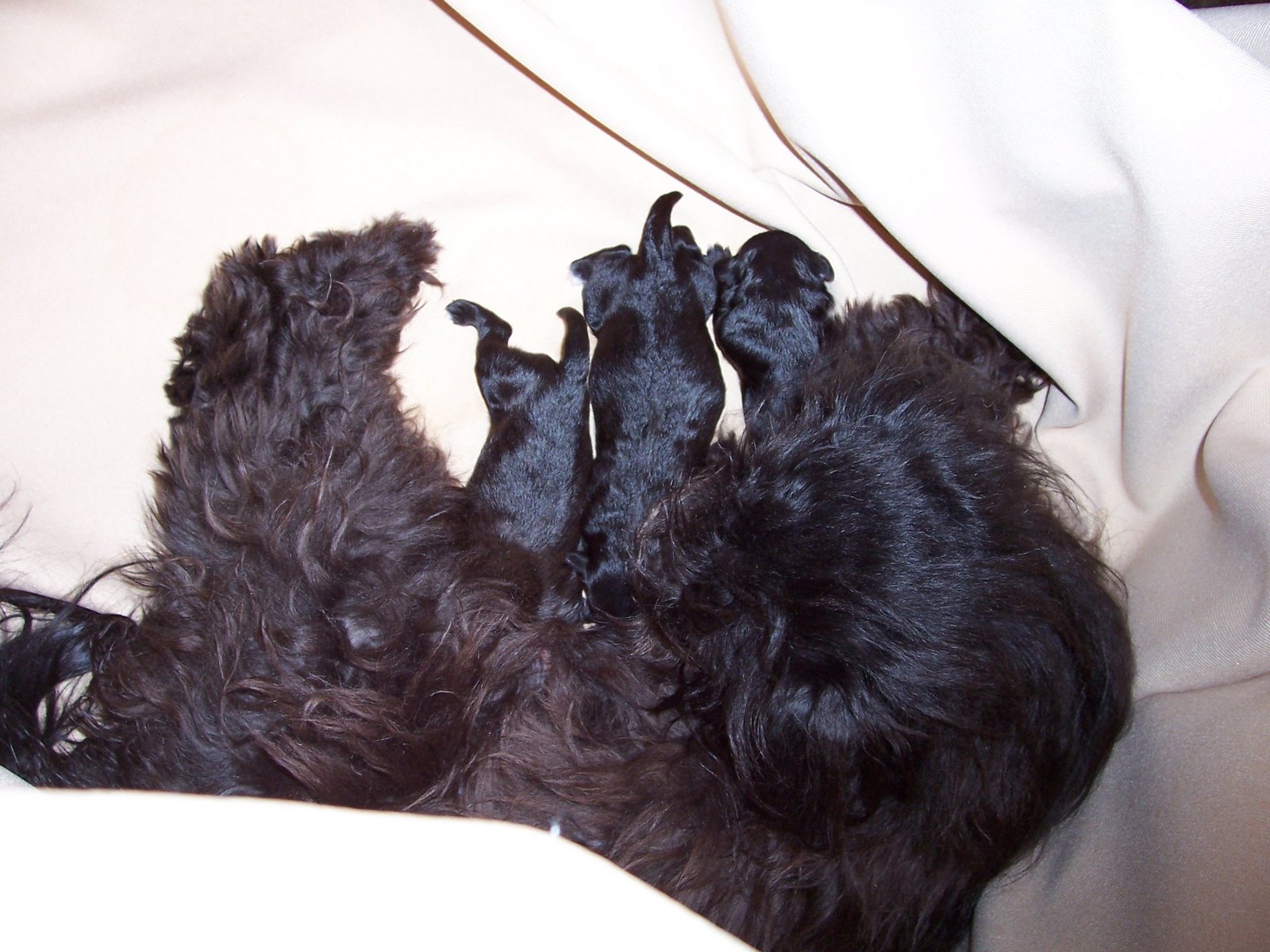 [Molly+and+Puppies+014.jpg]