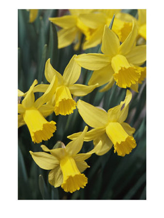 [Spring-Flowers-Daffodils-Early-Spring-Massachusetts-Photographic-Print-C10250238.jpeg]