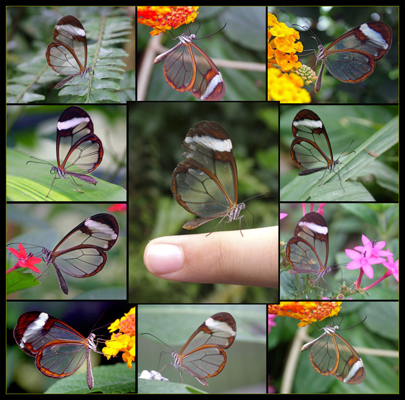 [Transparent+Butterfly.jpg]