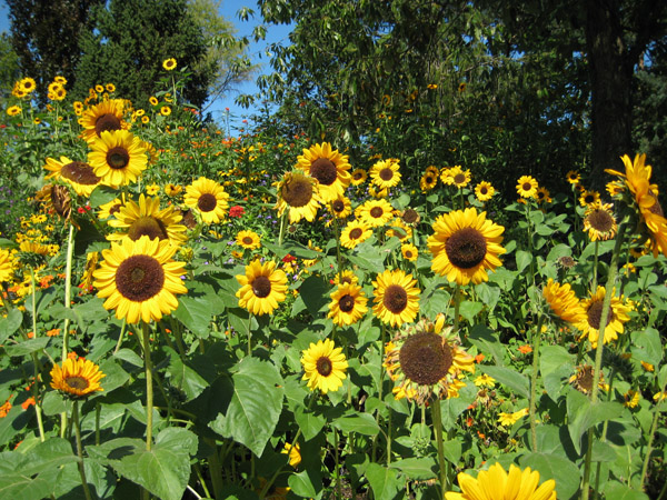 [Sunflowers.JPG]
