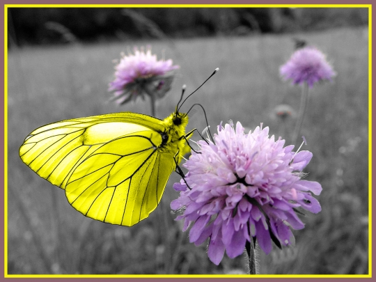 [concours-campagne-butterfly-champs-isere-941264.jpg]