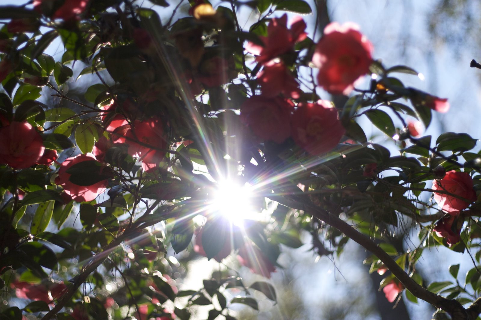 [sunlight+through+camellias.jpg]