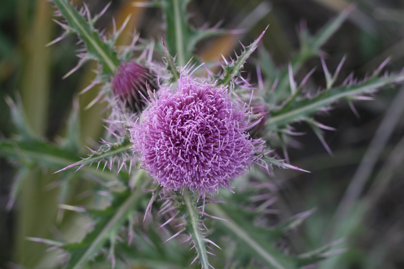 [thistle+be+a+pretty+picture.JPG]