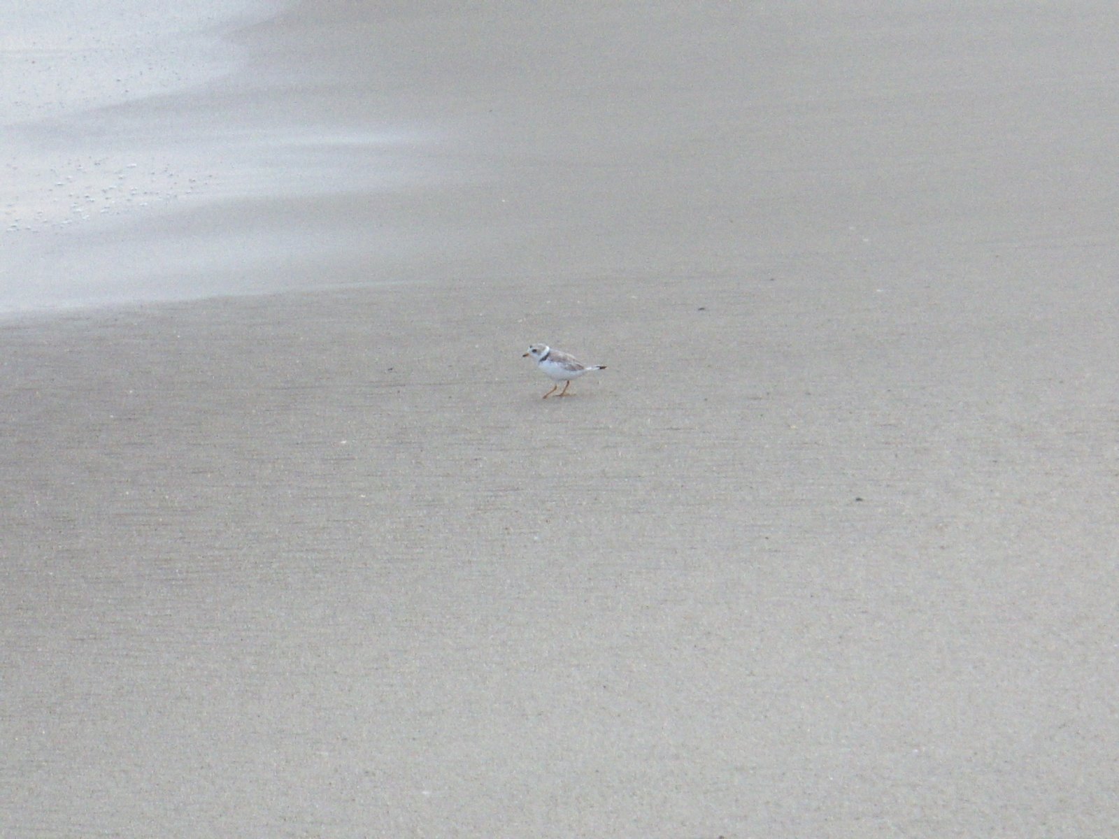 [Cape+May+Point+-+Piping+Plover+-+7-14-08.jpg]
