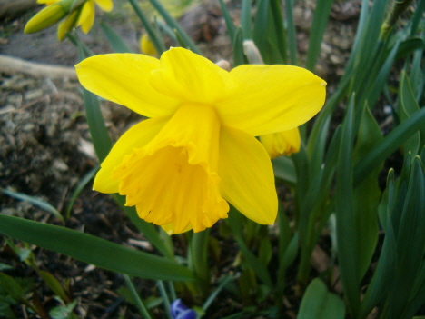 [daffodil-ecu-horiz-wed.JPG]
