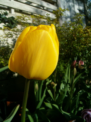 [yellow-tulip-cu-vert.JPG]