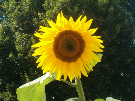 [sunflower-cu-horiz-aug-23.JPG]