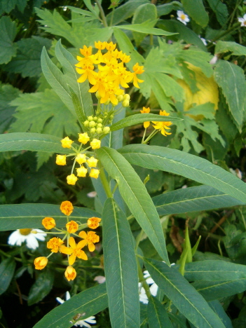 [delicate-yellow-flowers-vert-sept-6.JPG]