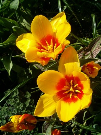 [two-tulips.JPG]