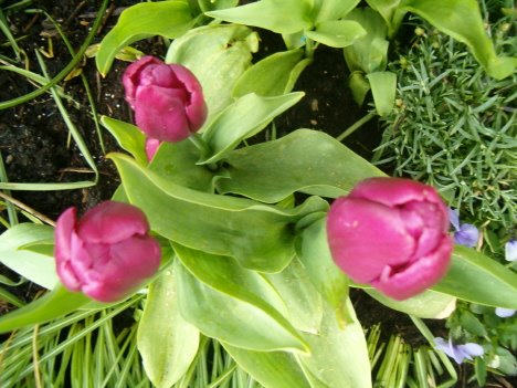 [three-tulips-vert-above.JPG]