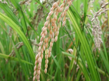 [rice_plant.jpg]