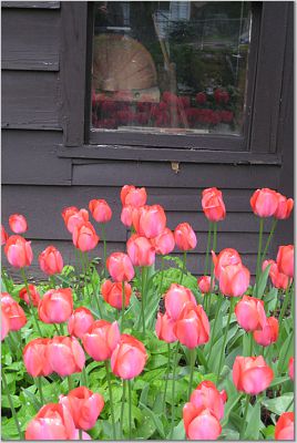 [red+tulips.jpg]