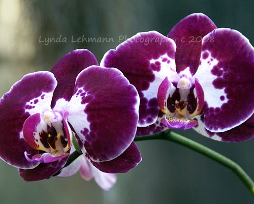 [Orchid+SplendorLR.jpg]