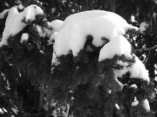 Snow in Black and white