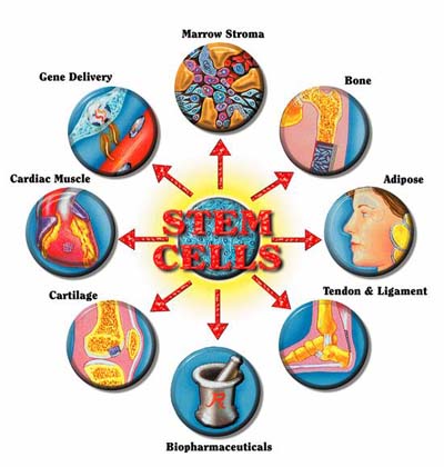 [stem_cells.jpg]