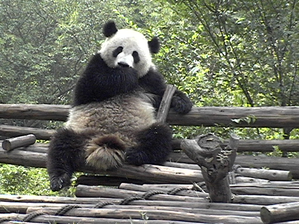 [Chengdu+-+Panda+4.JPG]