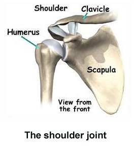 [shoulder-joint.jpg]