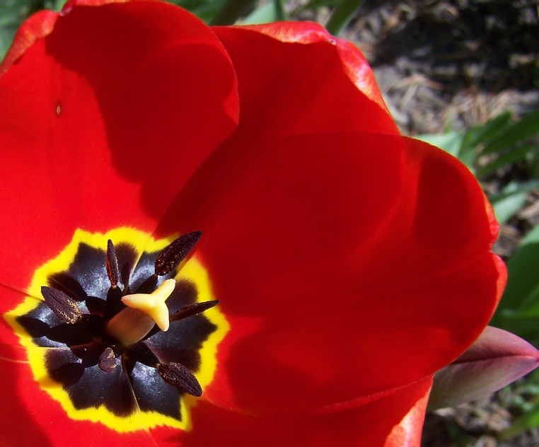 [red+tulip.jpg]