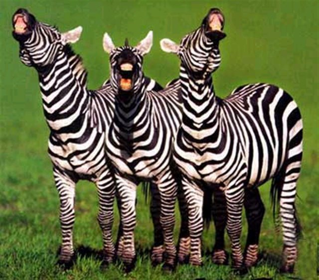 [laughing+zebras+(Small).bmp]