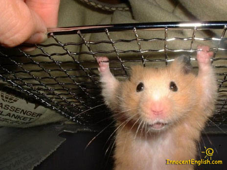 [cute-little-hamster.jpg]