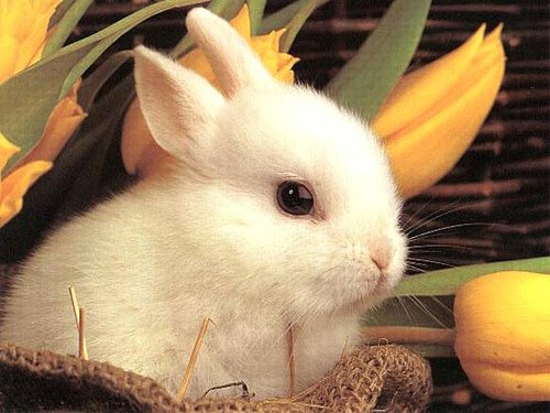 [cute_rabbit.jpg]
