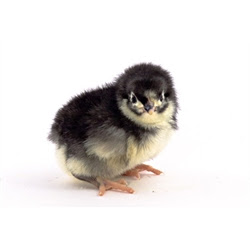 Australorp chick