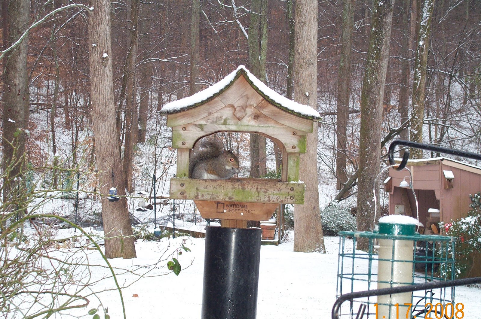 [Snow+Squirrel1.jpg]
