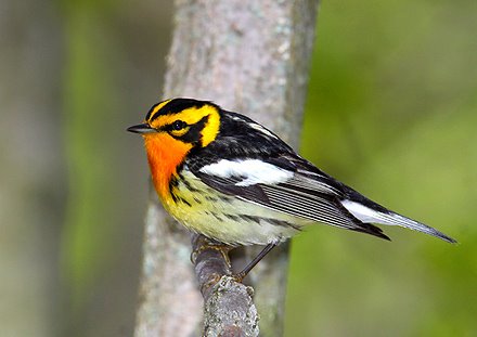 [BirdBlackburnian-Warbler.jpg]
