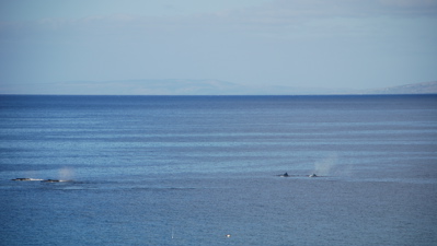 [Maui_Whales2.jpg]