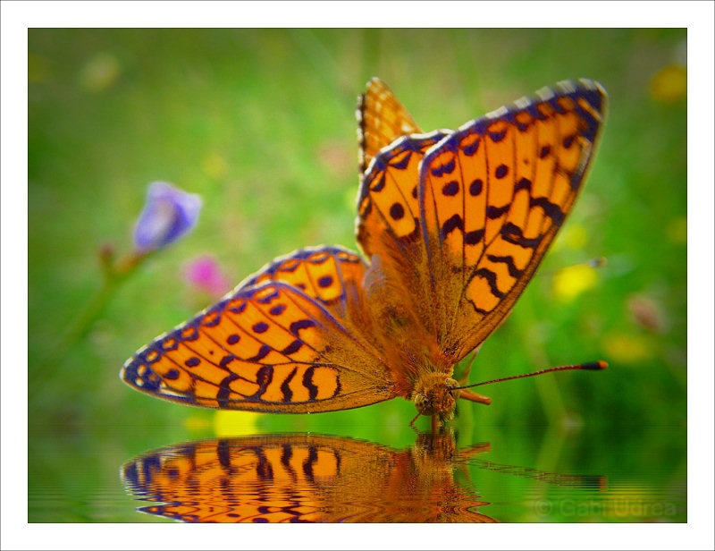 [Butterfly_2_©GabiUdrea.jpg]