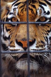 [tiger+in+cage.jpg]