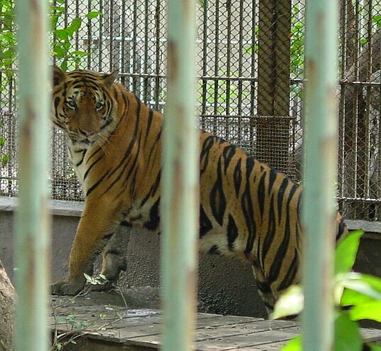 [tiger+in+zoo.jpg]