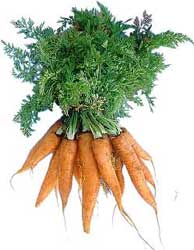 [daucus-carota-zanahorias.jpg]
