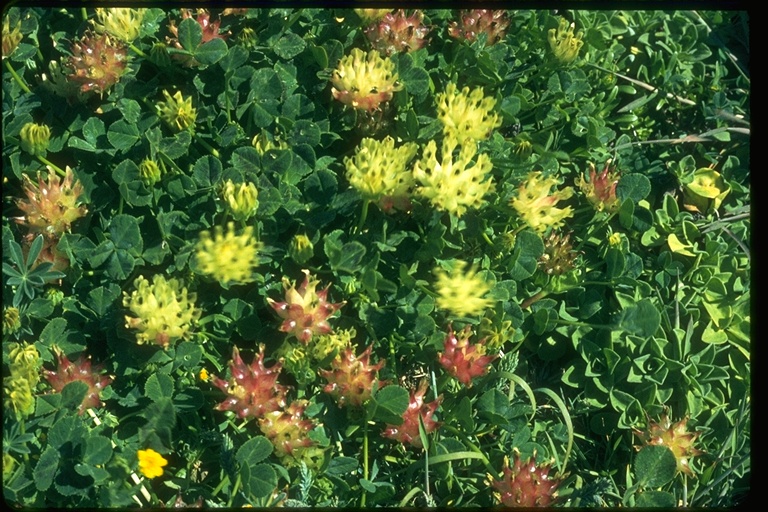 [Trifolium+fucatum.jpg]