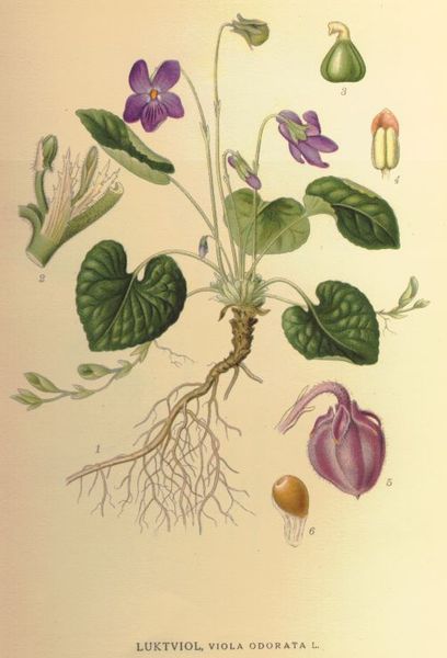 [Viola+odorata紫羅蘭4.jpg]