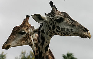 Girafas se casam em zôo do Rio
