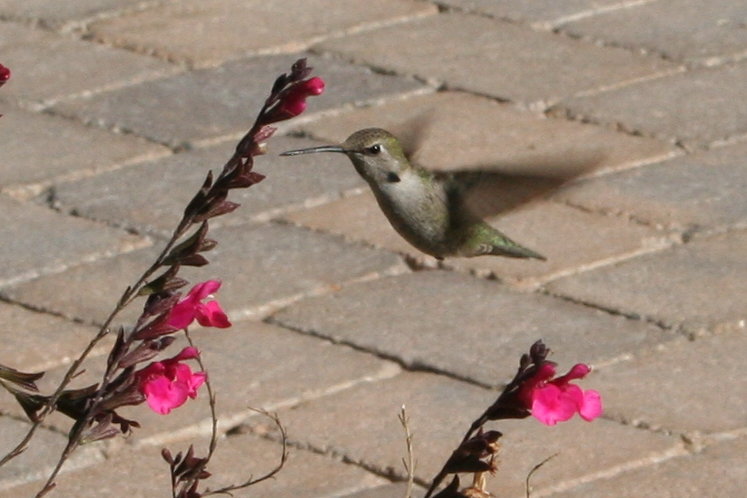 [hummingbird.JPG]