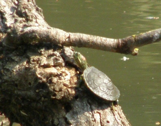 [turtle3.jpg]